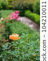 Yellow rose flower blooming in the spring rose garden 104210011