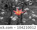 Orange lily flowers blooming in the flower bed 104210012