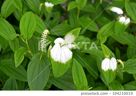 White leaves and flowers of Hangeshou that bloom in the rainy season 104210019