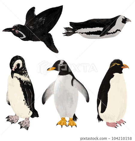 Penguin set 104210158