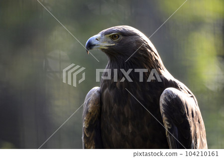 Eagle 104210161