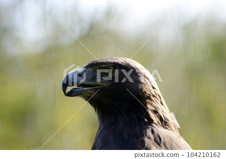 Eagle 104210162