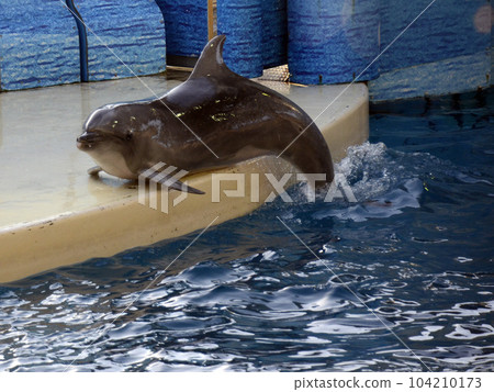 Dolphin 104210173