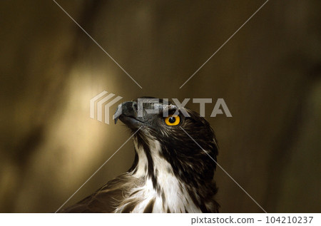 山鷹 104210237