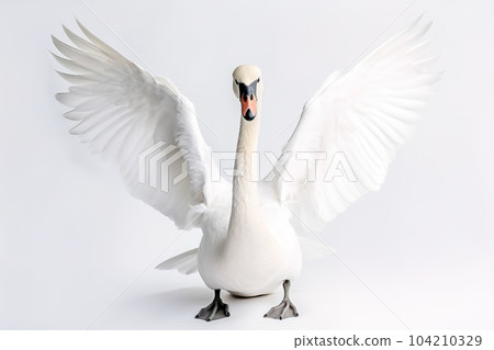 Image of a swan is flapping its wings on a white background. Wild Animals. Birds. Illustration. Generative AI. 104210329