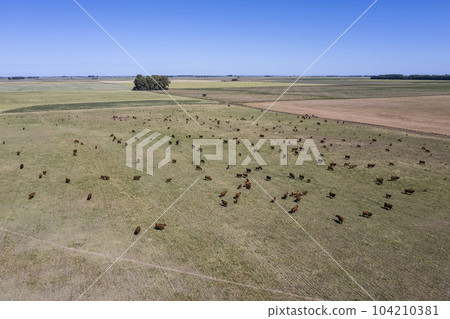 Cattle raising in pampas countryside, La Pampa province, Argentina. Cattle raising in pampas countryside, La Pampa province, Argentina. 104210381