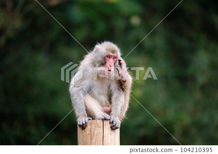 A Japanese macaque looking at the camera with one leg raised 104210395