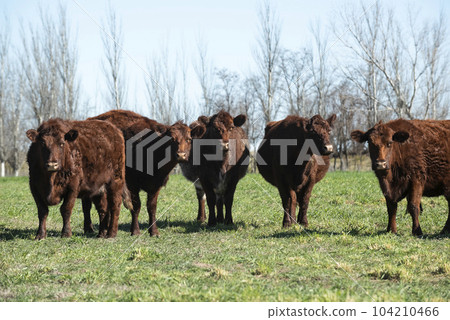 Export cows production in the Argentine countryside, Buenos Aires Province, Argentina.. 104210466