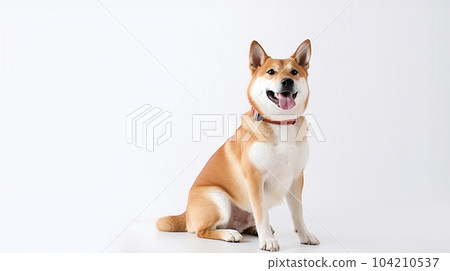Shiba Inu white background Shiba Inu white background 104210537