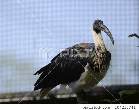 Mugiwara Pataki 104210711