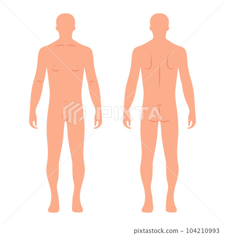 Male human body silhouettes from back and front. Anatomy. Medical and scientific concept. Illustration, vector 104210993