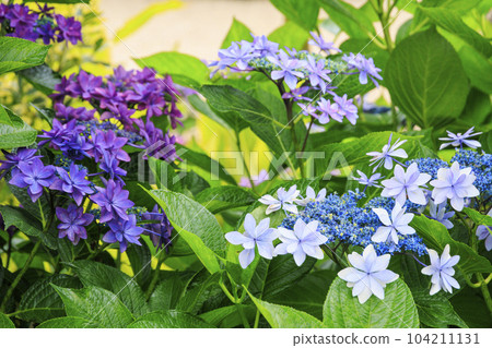 Akatsuka Hydrangea Garden Hydrangea in full bloom Akatsuka Hydrangea Garden Hydrangea in full bloom 104211131
