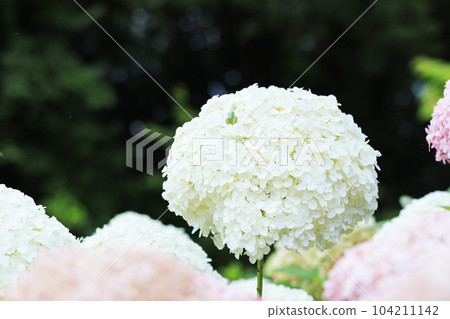 Akatsuka Hydrangea Garden Hydrangea in full bloom Akatsuka Hydrangea Garden Hydrangea in full bloom 104211142