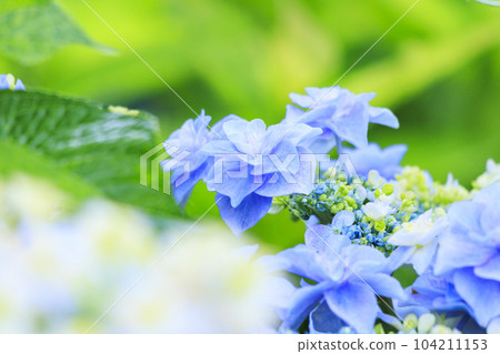 赤塚繡球花庭園繡球花盛開 104211153