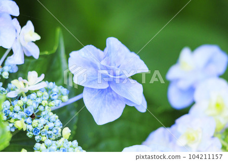Akatsuka Hydrangea Garden Hydrangea in full bloom 104211157
