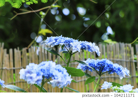 赤塚繡球花庭園繡球花盛開 104211171