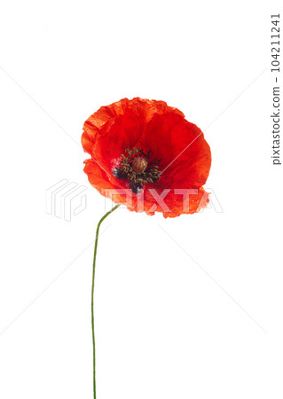 Bright red poppy flower isolated on white background Bright red poppy flower isolated on white background 104211241