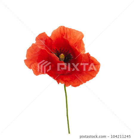 Bright red poppy flower isolated on white background Bright red poppy flower isolated on white background 104211245