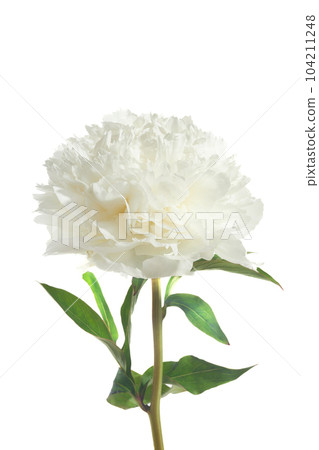 White peony flower isolated on white background White peony flower isolated on white background 104211248