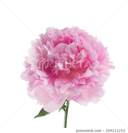 Pink peony flower isolated on white background Pink peony flower isolated on white background 104211253