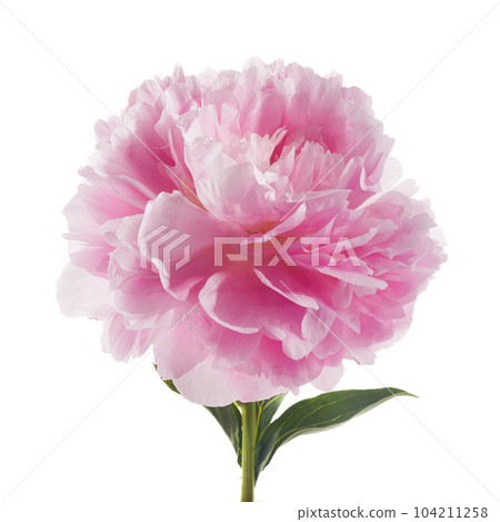 Pink peony flower isolated on white background 104211258