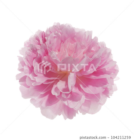 Pink peony flower isolated on white background Pink peony flower isolated on white background 104211259