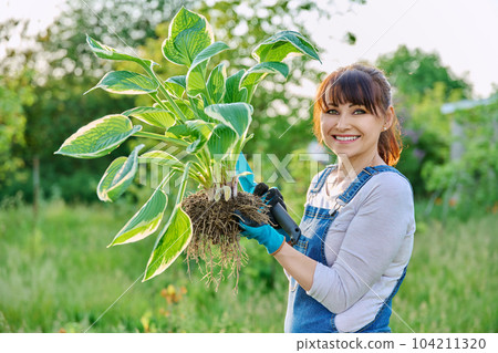 Woman gardener with hosta plant with roots in spring garden 104211320