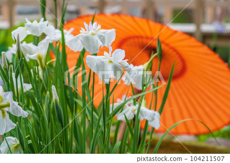 Tokugawaen, irises and Japanese umbrellas in full bloom <Nagoya City, Aichi Prefecture> Tokugawaen, irises and Japanese umbrellas in full bloom <Nagoya City, Aichi Prefecture> 104211507