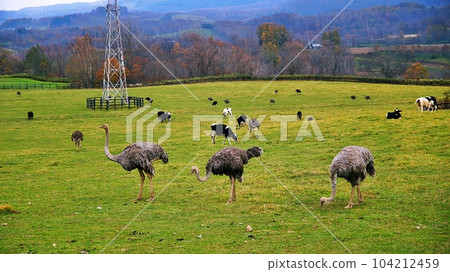 新雪谷第二有島鴕鳥牧場 104212459
