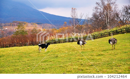 Niseko Second Arishima Ostrich Ranch 104212464