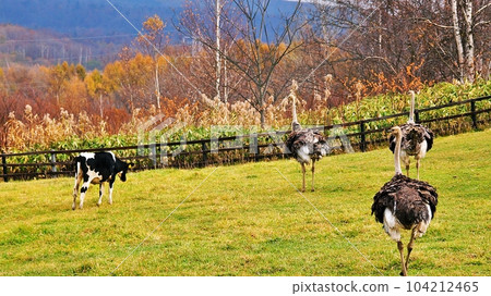 Niseko Second Arishima Ostrich Ranch 104212465