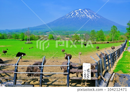 新雪谷第二有島鴕鳥牧場 104212471