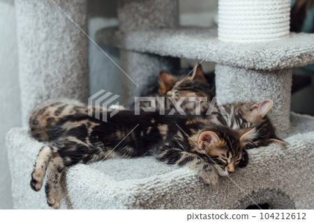 Cute bengal kitten sleeping on a soft cat's shelf of a cat's house. Cute bengal kitten sleeping on a soft cat's shelf of a cat's house. 104212612