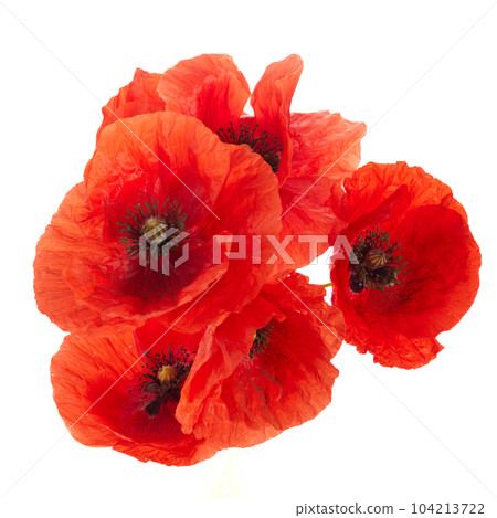 Wild red poppies isolated on white background. Wild red poppies isolated on white background. 104213722