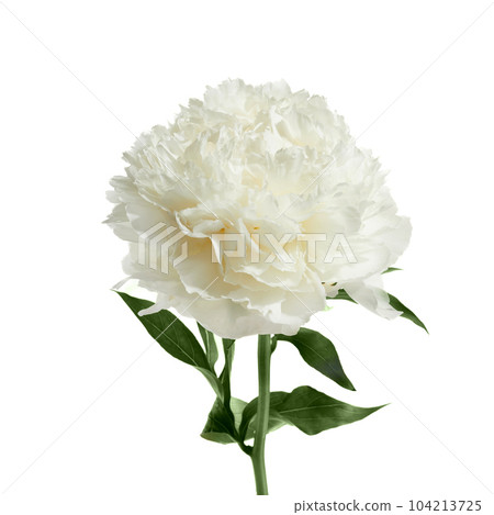 White peony flower isolated on white background White peony flower isolated on white background 104213725