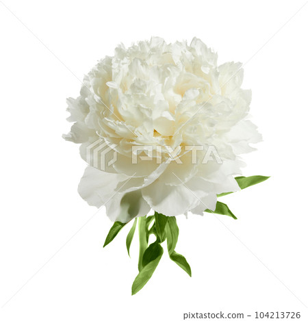 White peony flower isolated on white background White peony flower isolated on white background 104213726