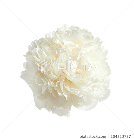 White peony flower isolated on white background 104213727