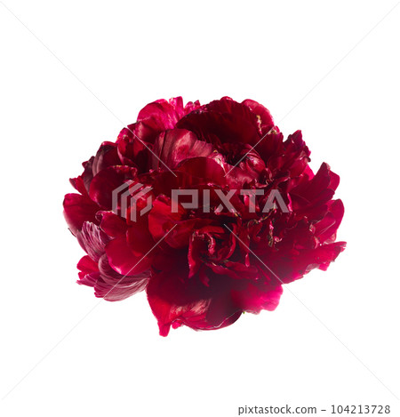 Pink peony flower isolated on white background Pink peony flower isolated on white background 104213728