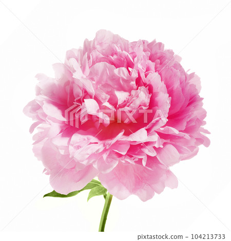 Pink peony flower isolated on white background 104213733