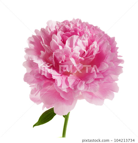 Pink peony flower isolated on white background 104213734