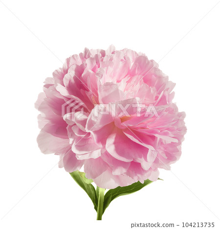 Pink peony flower isolated on white background 104213735