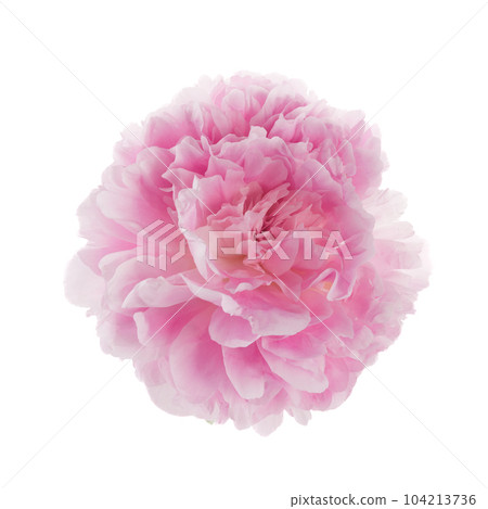 Pink peony flower isolated on white background Pink peony flower isolated on white background 104213736