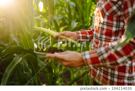 Owner of farm, standing in cornfield, inspects crop. Farmer is watching growth of crop with tablet. 104214030