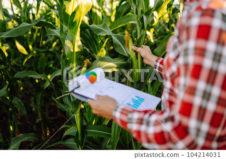 Owner of farm, standing in cornfield, inspects crop. Farmer is watching growth of crop with tablet. 104214031