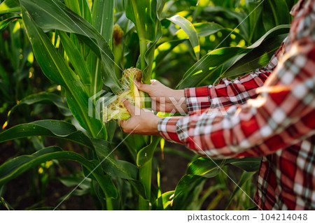 Owner of farm, standing in cornfield, inspects crop. Farmer is watching growth of crop with tablet. Owner of farm, standing in cornfield, inspects crop. Farmer is watching growth of crop with tablet. 104214048
