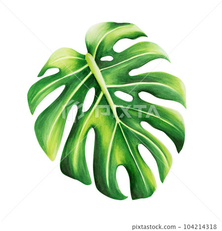 Watercolor realistic tropical illustration of monstera isolated on white background. Beautiful botanical hand painted floral elements. For designers, spa decoration, postcards, wedding, greetings Watercolor realistic tropical illustration of monstera isolated on white background. Beautiful botanical hand painted floral elements. For designers, spa decoration, postcards, wedding, greetings 104214318