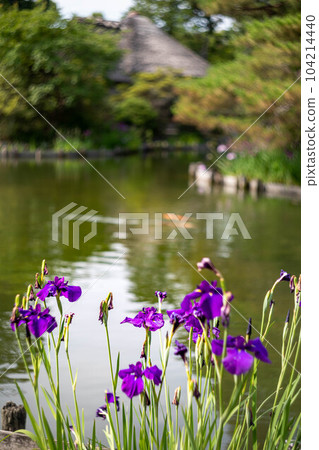 梅宮大社,池畔鳶尾花盛開 梅宮大社,池畔鳶尾花盛開 104214440
