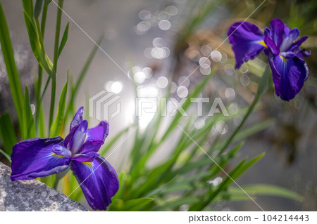 梅宮大社，初夏的陽光照射在池畔綻放的鳶尾花上 104214443