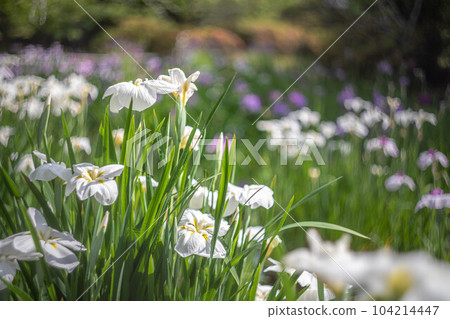 Umenomiya Taisha Shrine, white irises blooming on the banks of the pond Umenomiya Taisha Shrine, white irises blooming on the banks of the pond 104214447