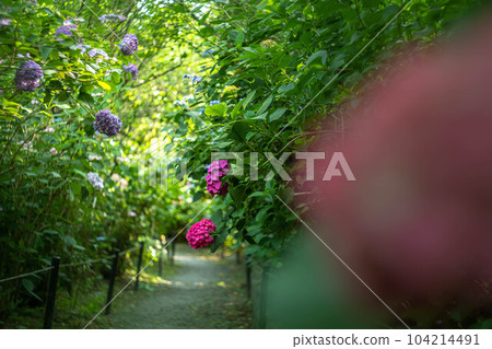 梅宮大社,雨季紫陽花盛開的紫陽花隧道 梅宮大社,雨季紫陽花盛開的紫陽花隧道 104214491